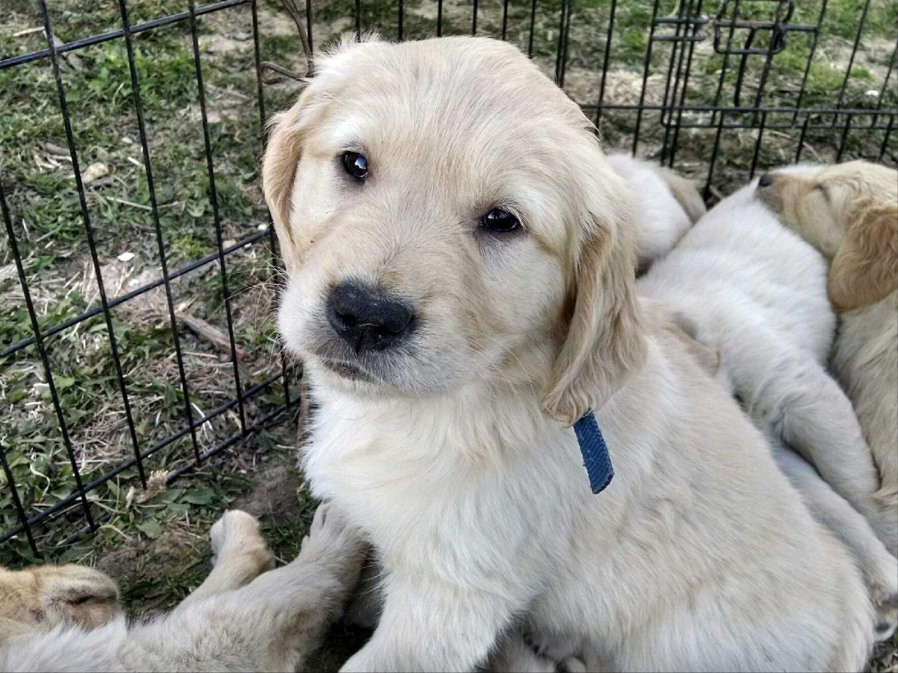 american golden retriever breeders country comes home american and golden american golden retriever breeders country comes home american and golden