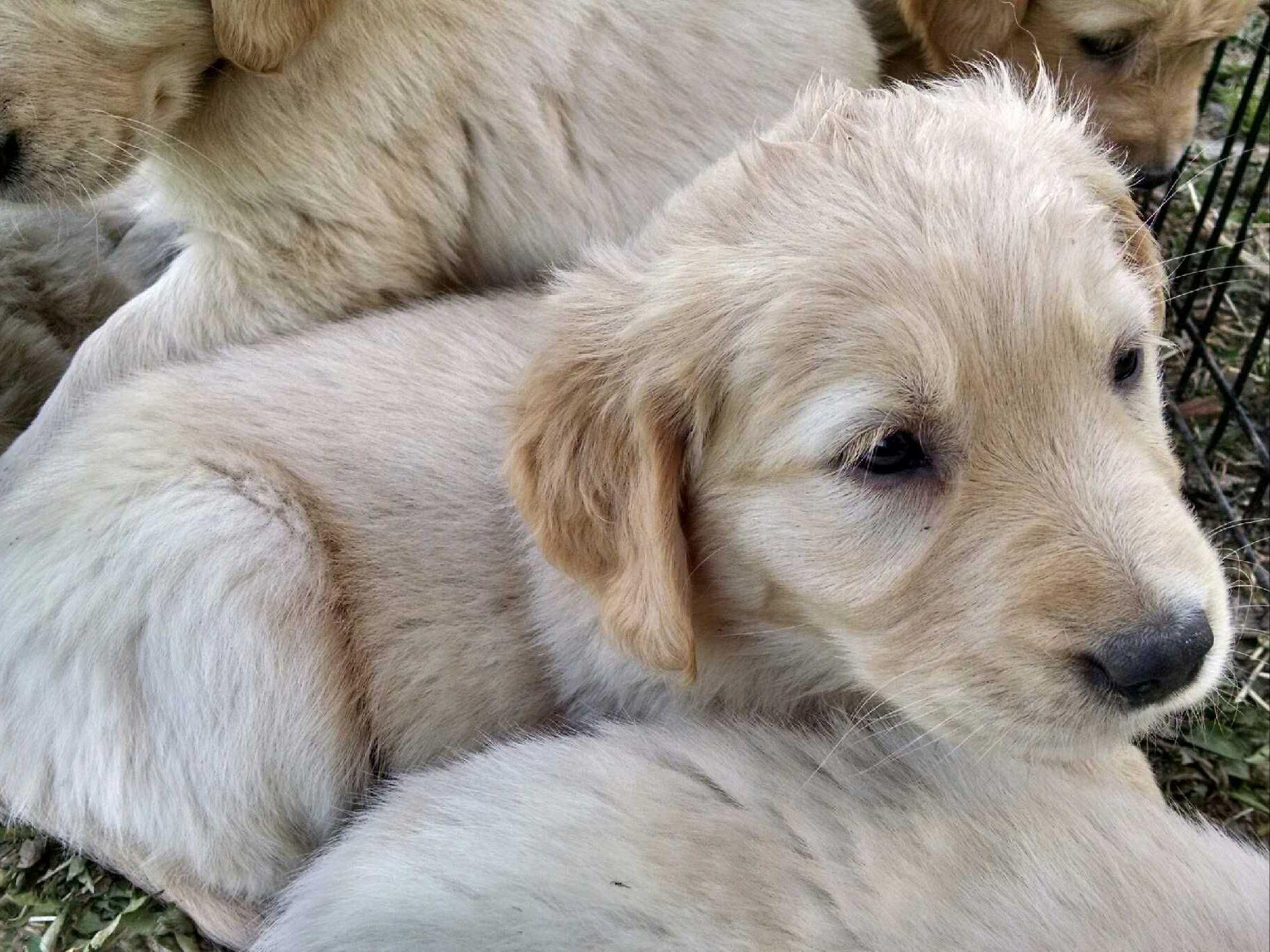 american golden retriever breeders country comes home american and golden american golden retriever breeders country comes home american and golden