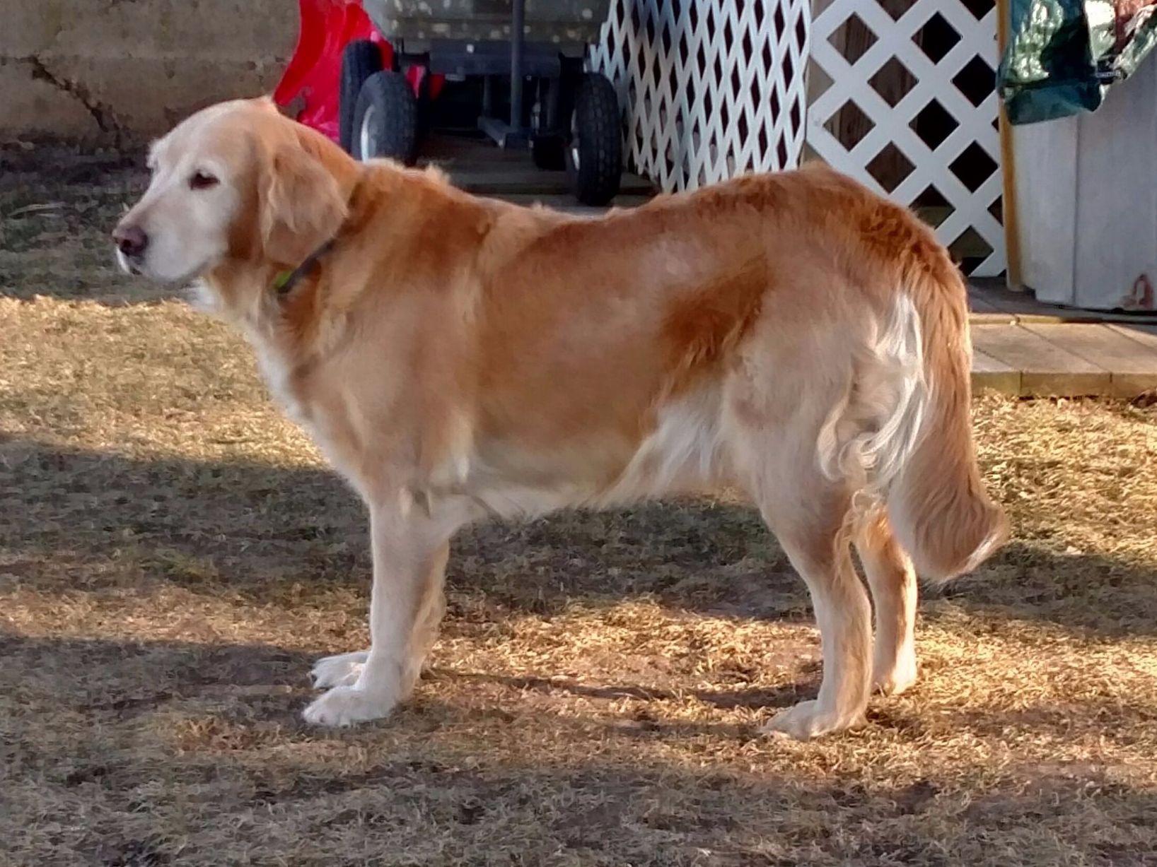 american golden retriever breeders country comes home american and golden american golden retriever breeders country comes home american and golden