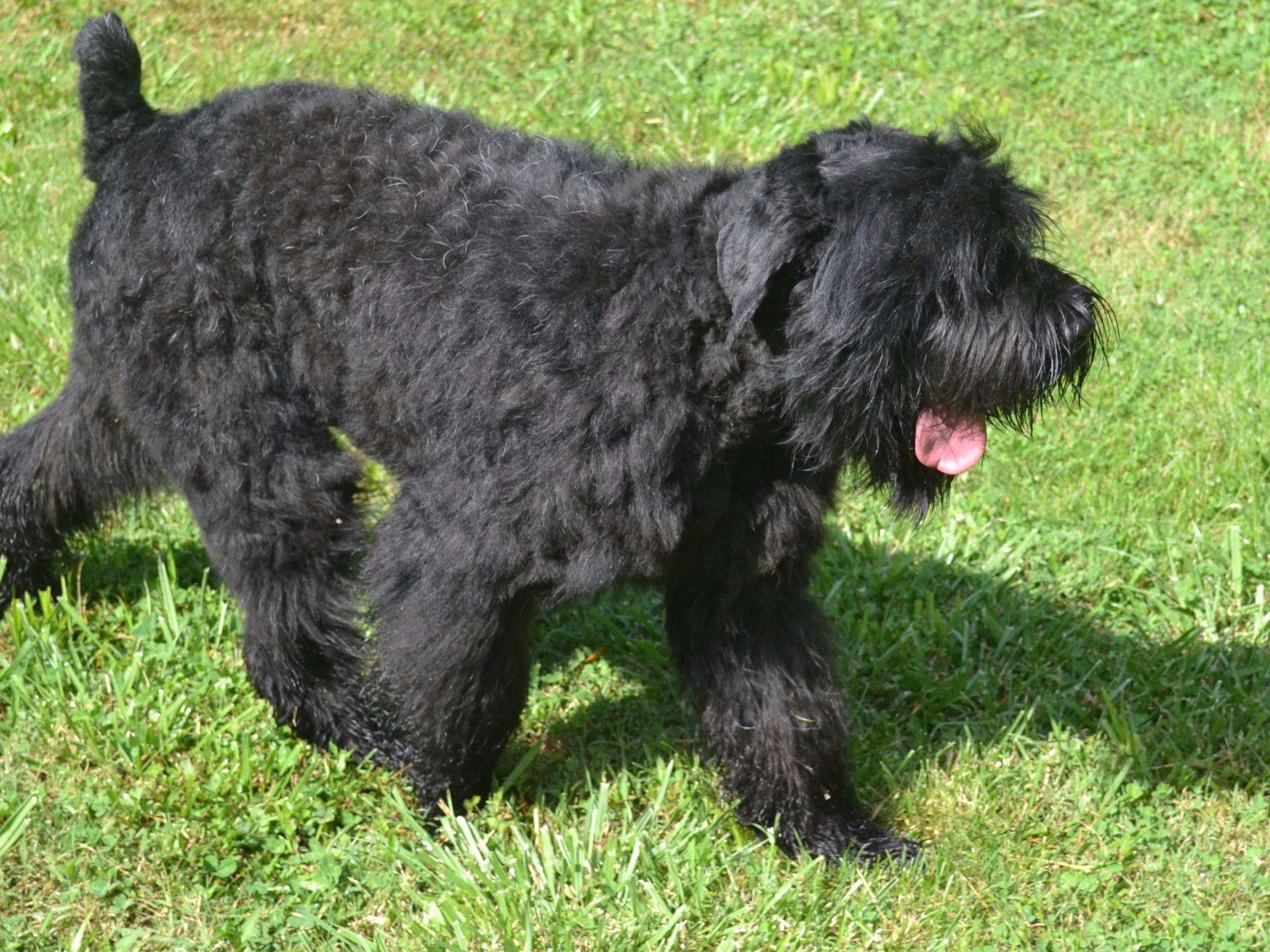 Castlebar Black Russian Terriers Black Russian Terrier Puppies For Sale