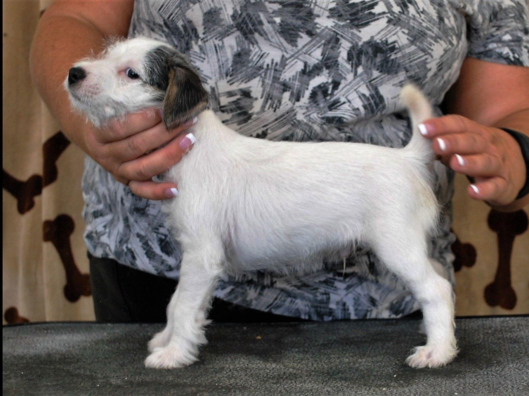 parson terrier puppies gilliam blossom valley parson terriers and terriers parson terrier puppies gilliam blossom valley parson terriers and terriers