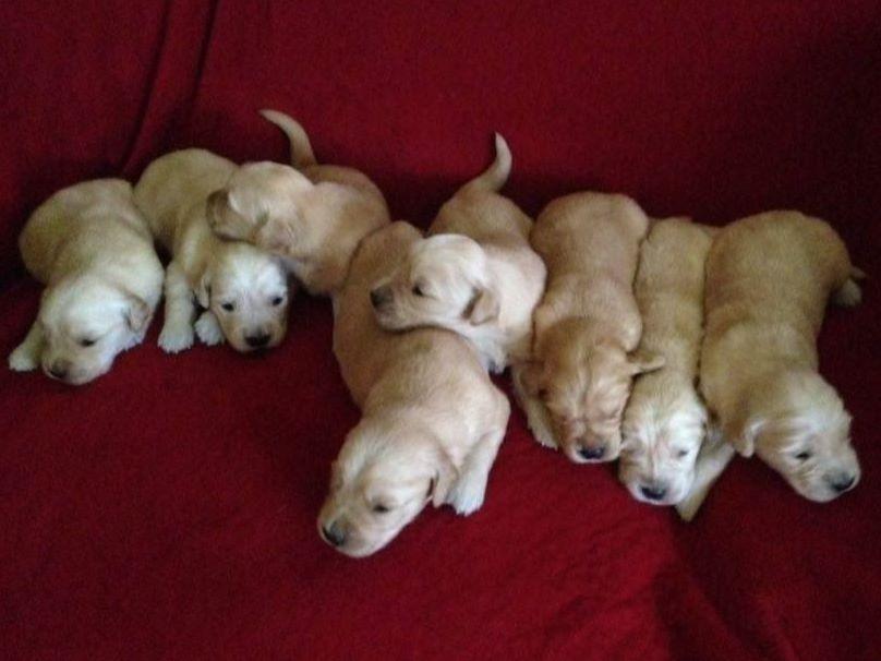 Golden Retriever For Sale by GoldRush