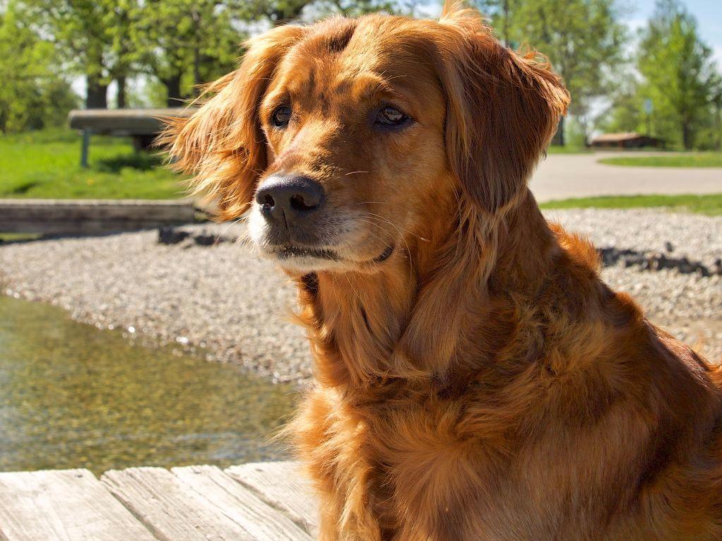 mioak s golden retrievers farm retrievers golden retriever puppies for sale mioak s golden retrievers farm retrievers golden retriever puppies for sale