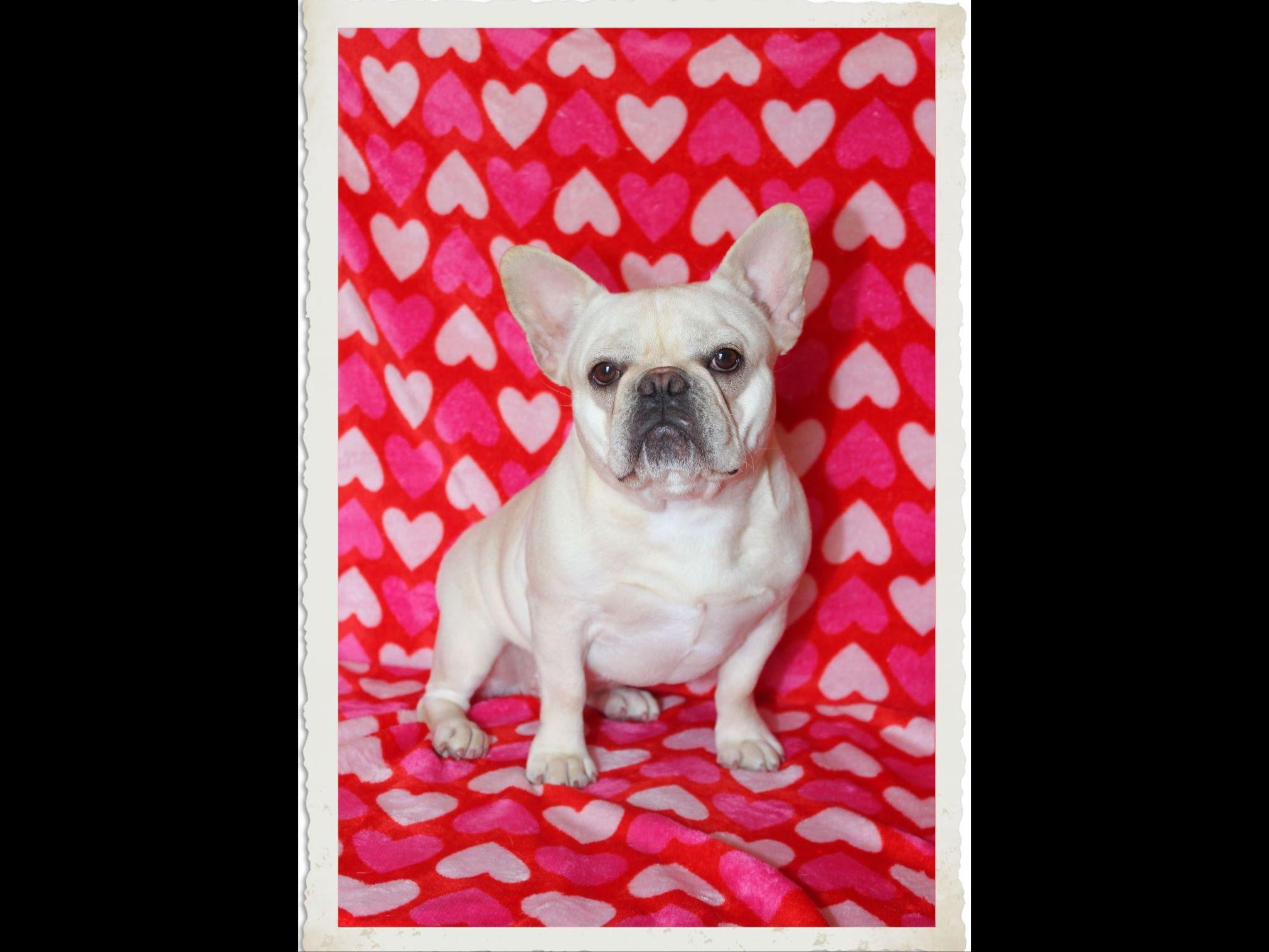 akc pug breeders washington state akc puppies for sale in maryland page 2 akc marketplace akc pug breeders washington state akc puppies for sale in maryland page 2 akc marketplace