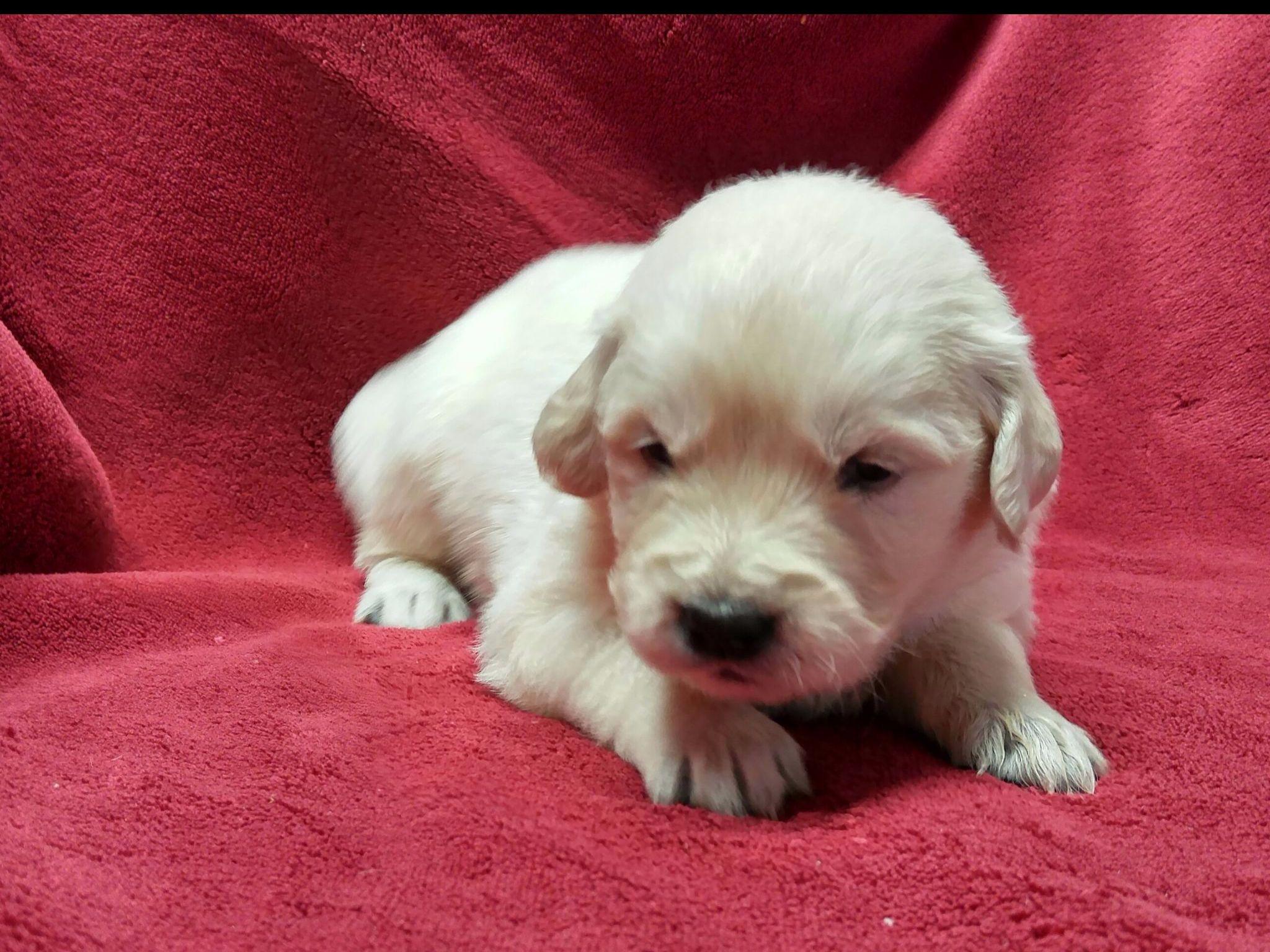 golden retriever puppies spartanburg sc aimee miller breeders spartanburg sc golden retriever puppies spartanburg sc aimee miller breeders spartanburg sc