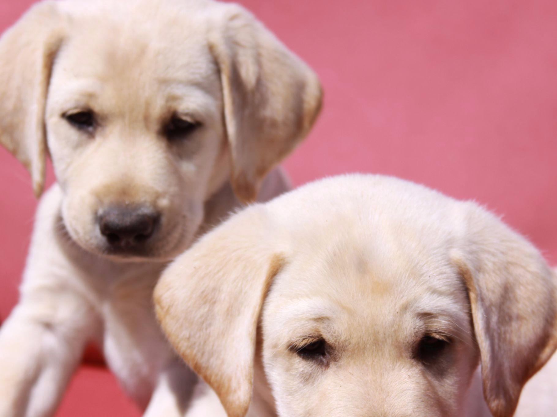 labrador retriever puppies florida macwilliam labrador retrievers breeders panama city fl labrador retriever puppies florida macwilliam labrador retrievers breeders panama city fl