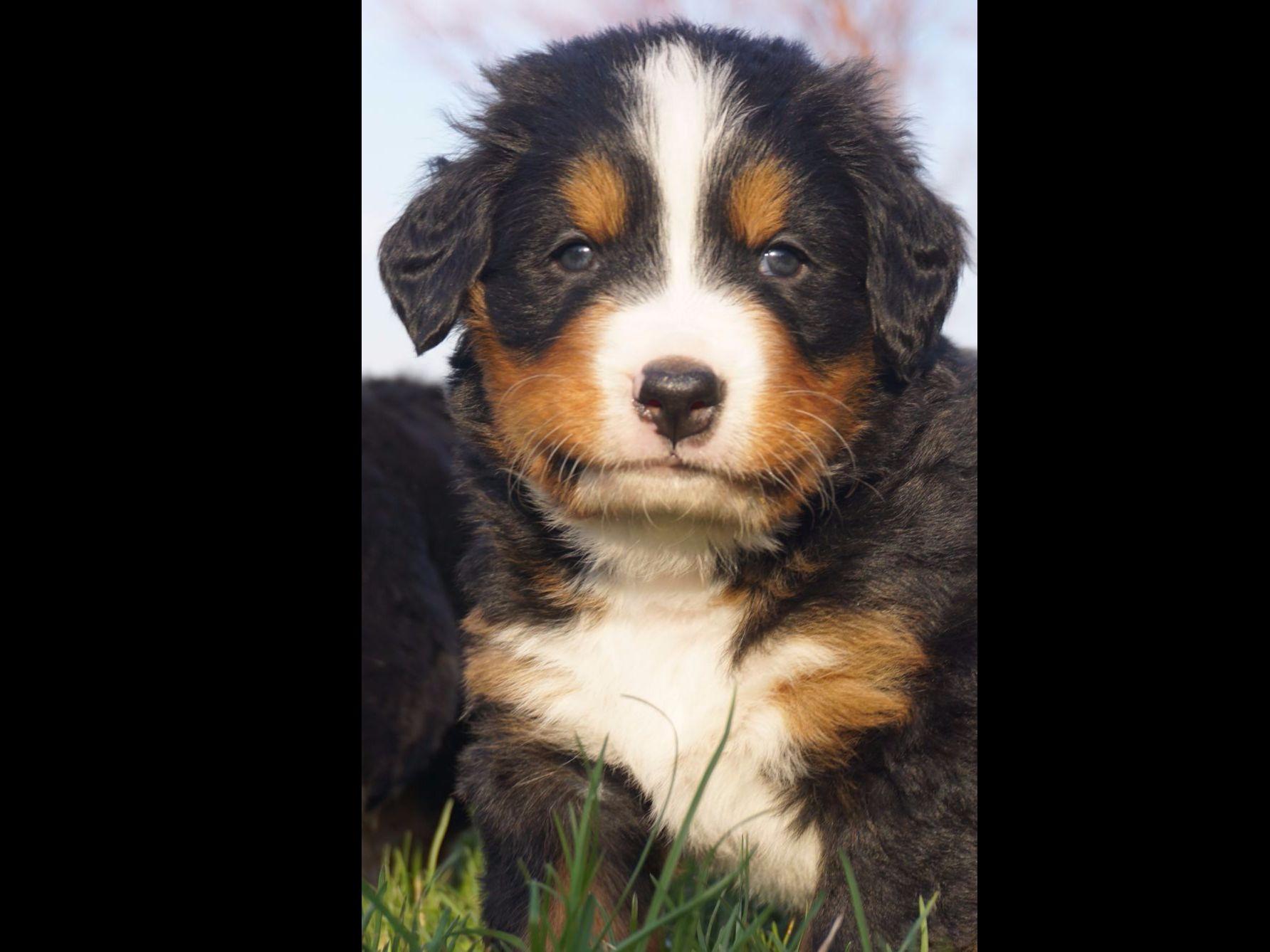 bernese mountain puppies pa bernese mountain puppies in hawley pa breeds picture bernese mountain puppies pa bernese mountain puppies in hawley pa breeds picture