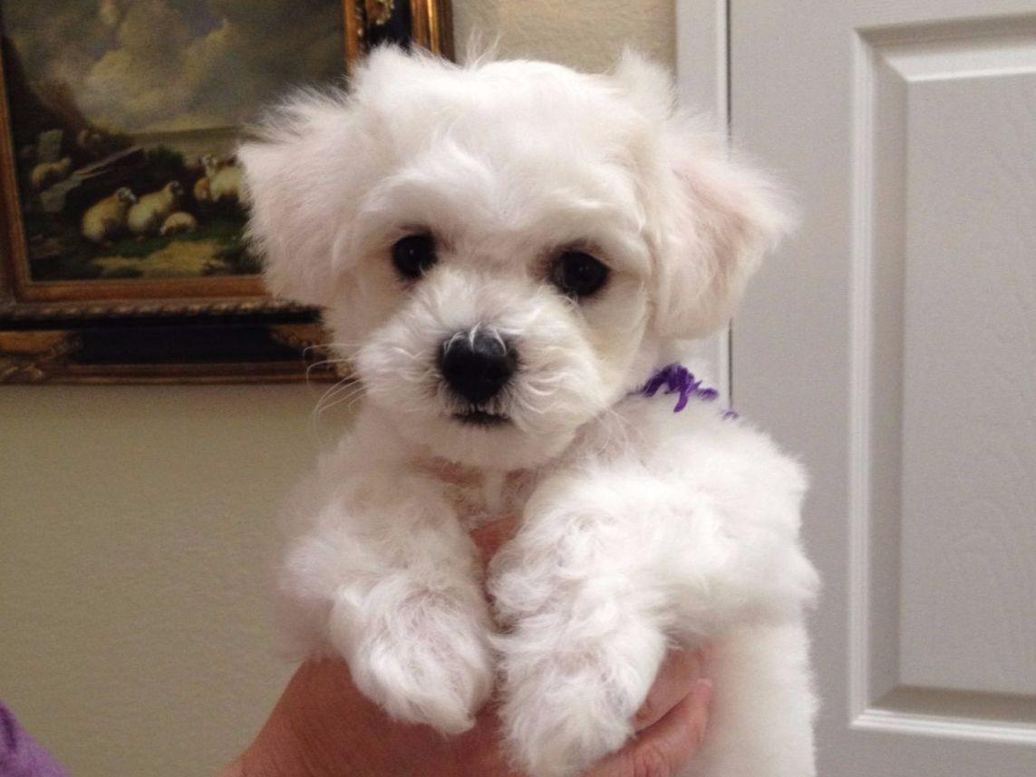 BESTOW BICHONS Bichon Frise Puppies For Sale