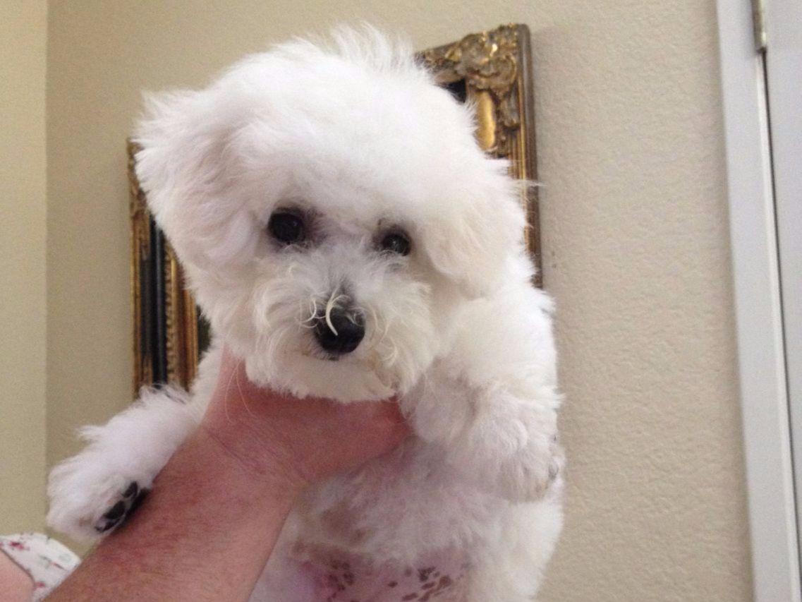 BESTOW BICHONS Bichon Frise Puppies For Sale