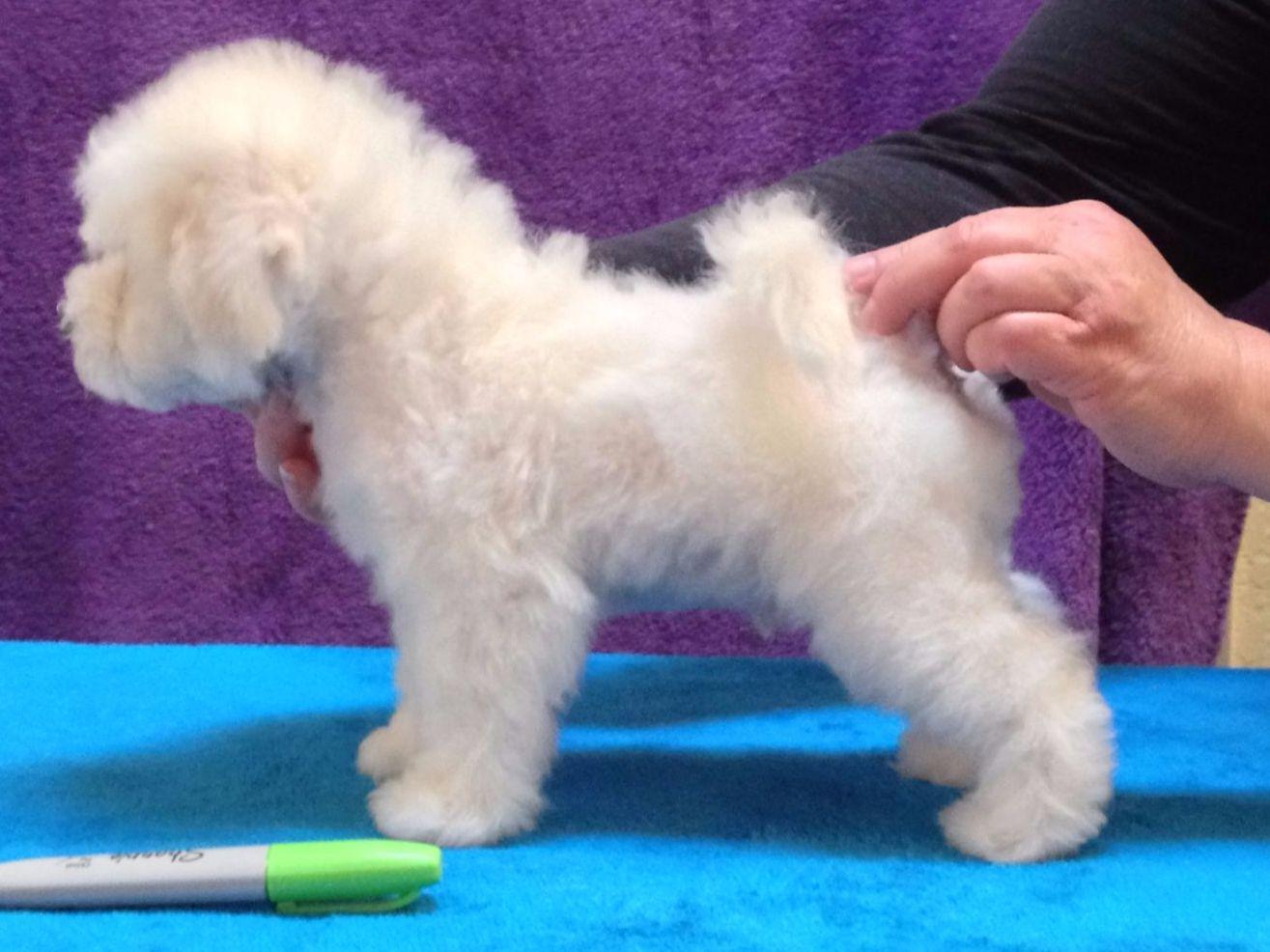 BESTOW BICHONS Bichon Frise Puppies For Sale