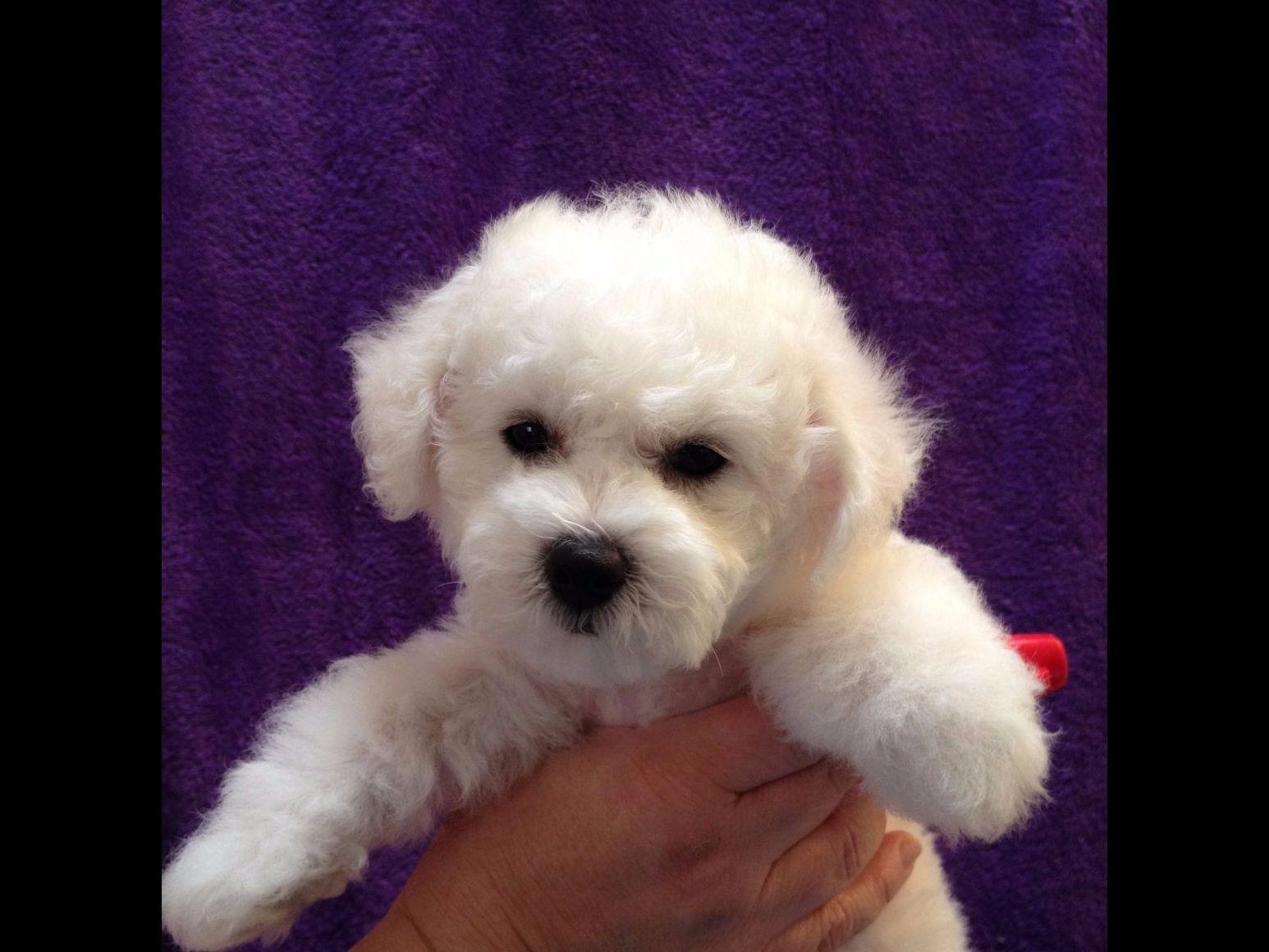 BESTOW BICHONS Bichon Frise Puppies For Sale