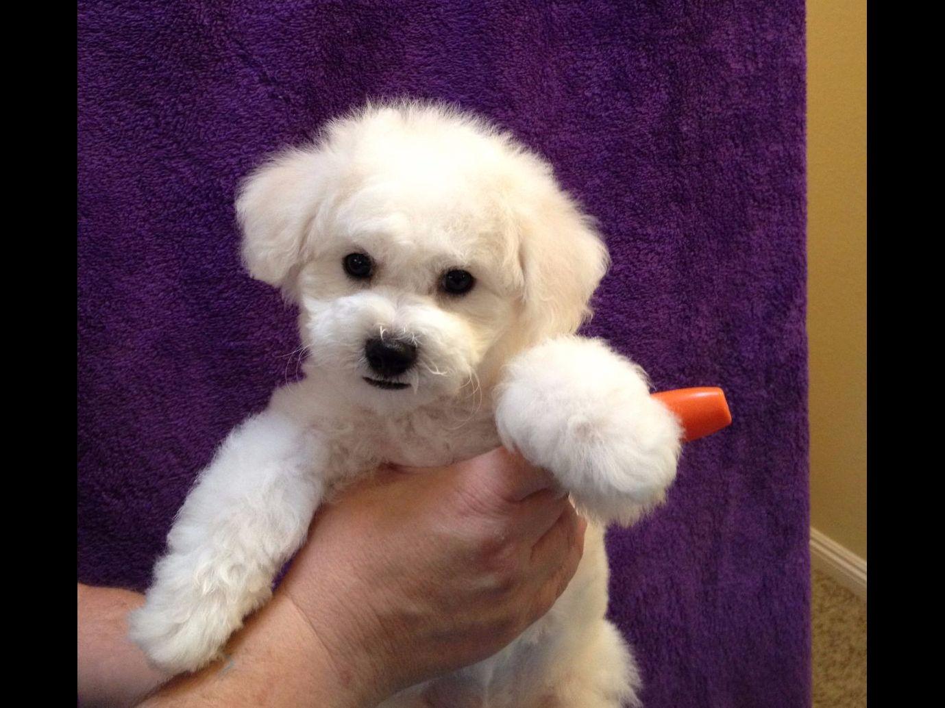 BESTOW BICHONS Bichon Frise Puppies For Sale