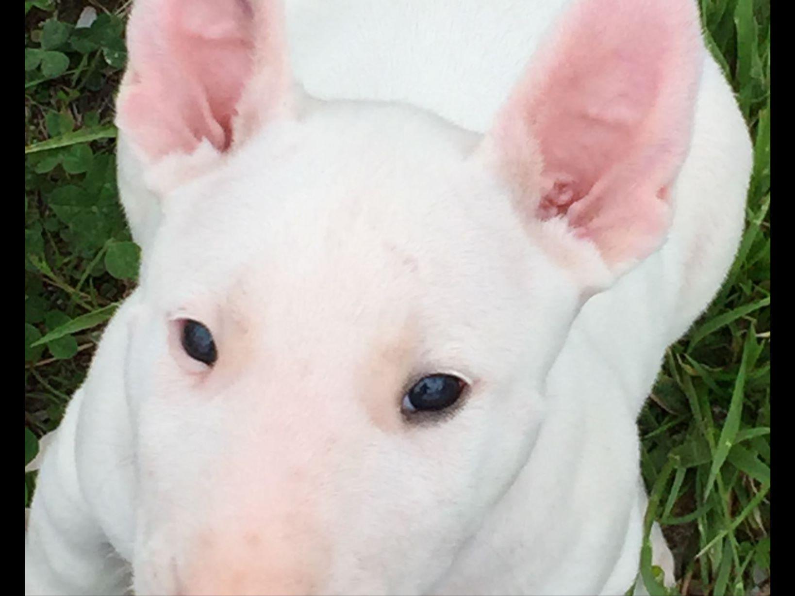 Bull Terrier Puppies For Sale AKC Marketplace