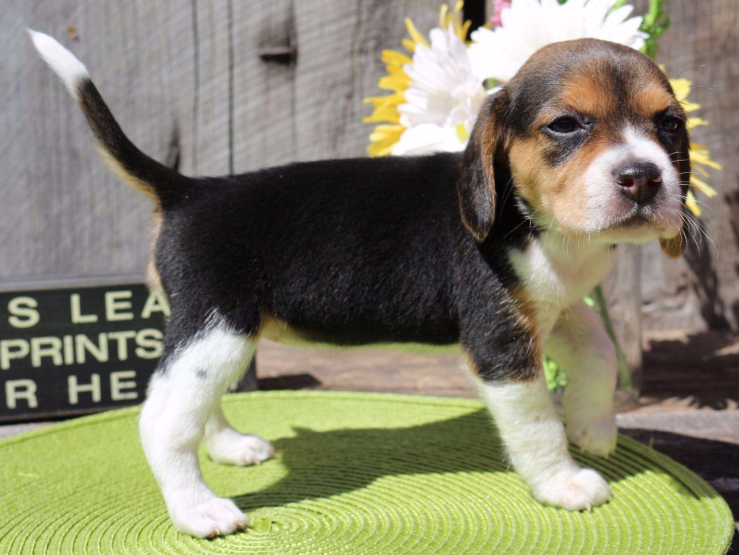 akc beagle puppies akc beagle breeders missouri breeds picture akc beagle puppies akc beagle breeders missouri breeds picture