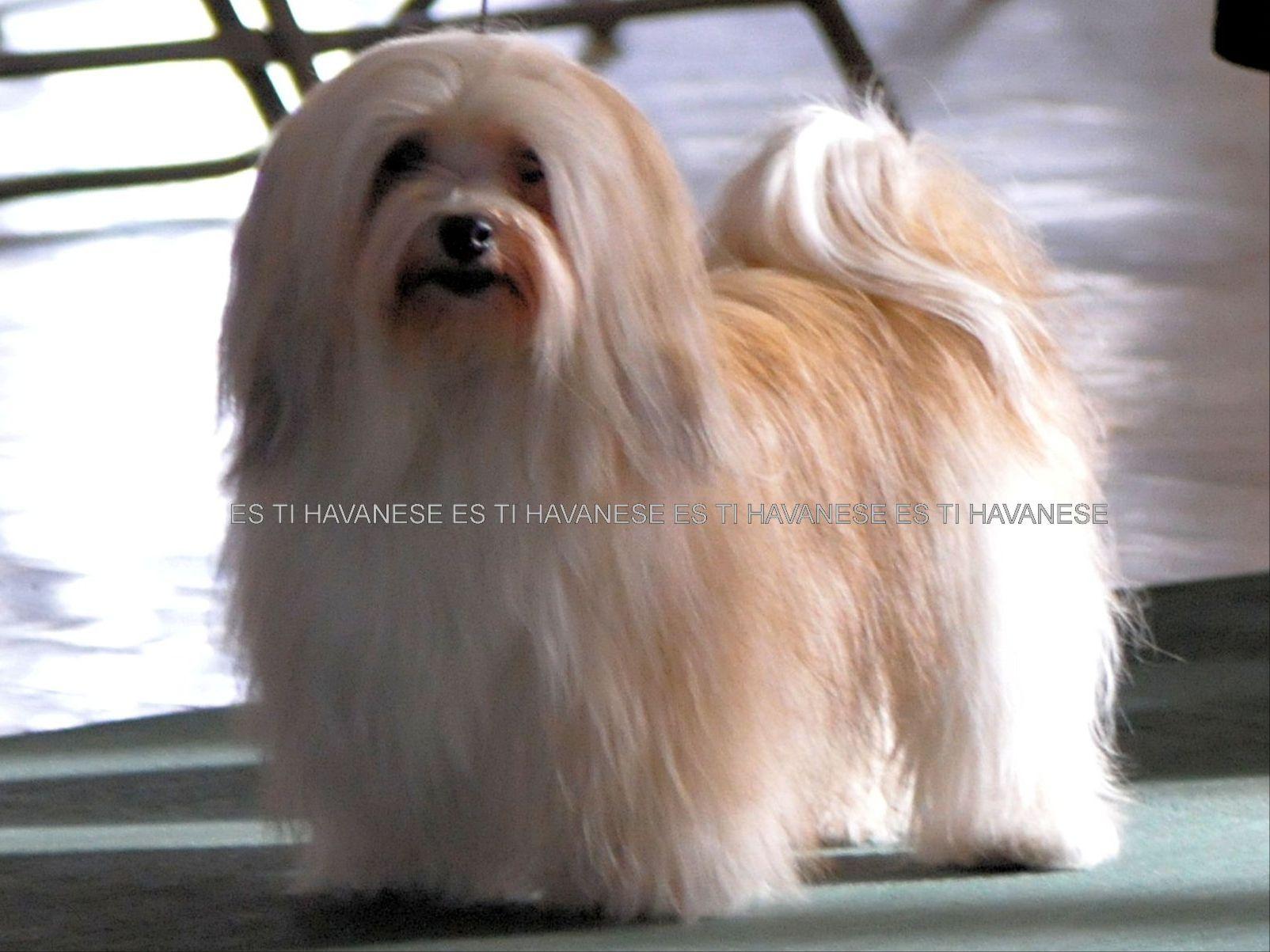 flaming geyser havanese havanese puppies for sale akc marketplace flaming geyser havanese havanese puppies for sale akc marketplace