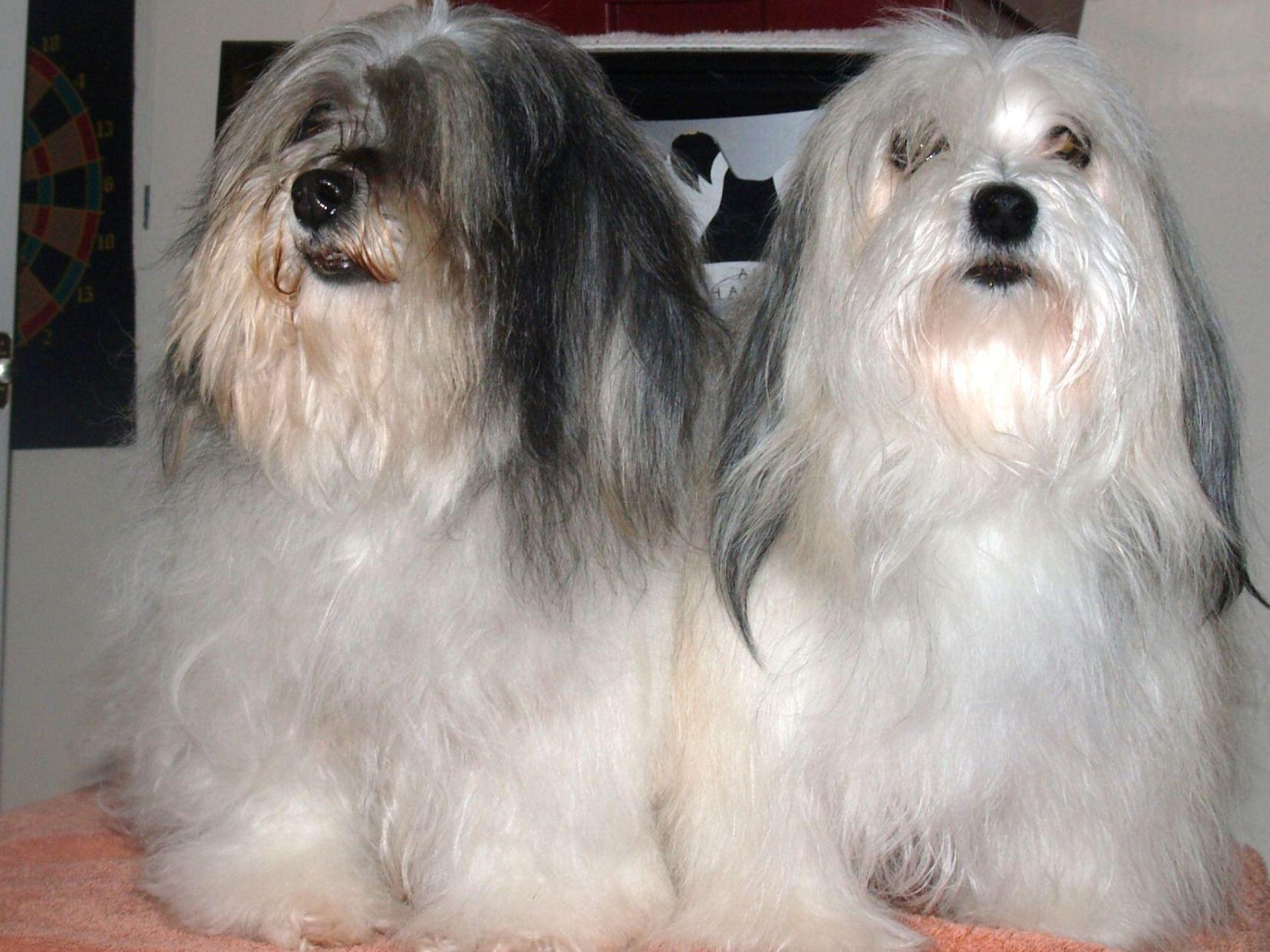 trails havanese havanese havanese puppies havanese puppies for sale toronto rachael edwards trails havanese havanese havanese puppies havanese puppies for sale toronto rachael edwards