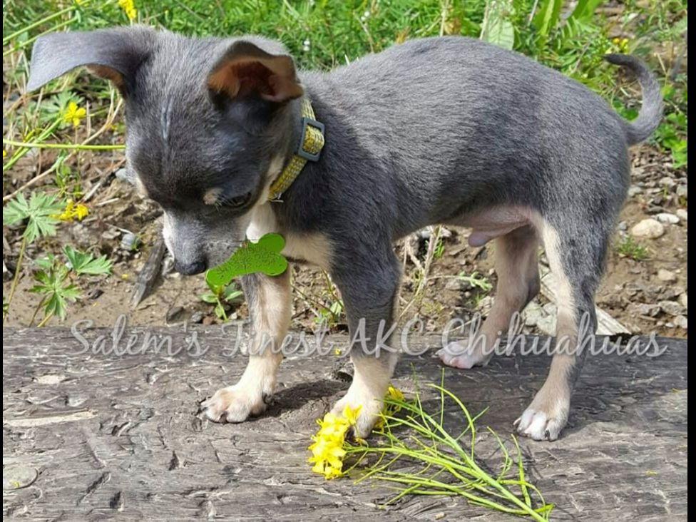 Salem's Finest Dog Breeders Salem, OR