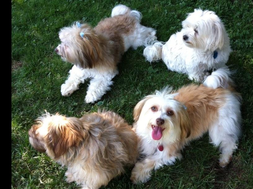 east coast havanese east coast havanese havanese puppies for sale east coast havanese east coast havanese havanese puppies for sale