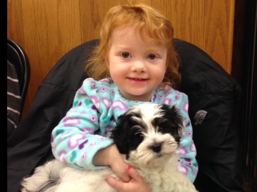 east coast havanese east coast havanese havanese puppies for sale east coast havanese east coast havanese havanese puppies for sale