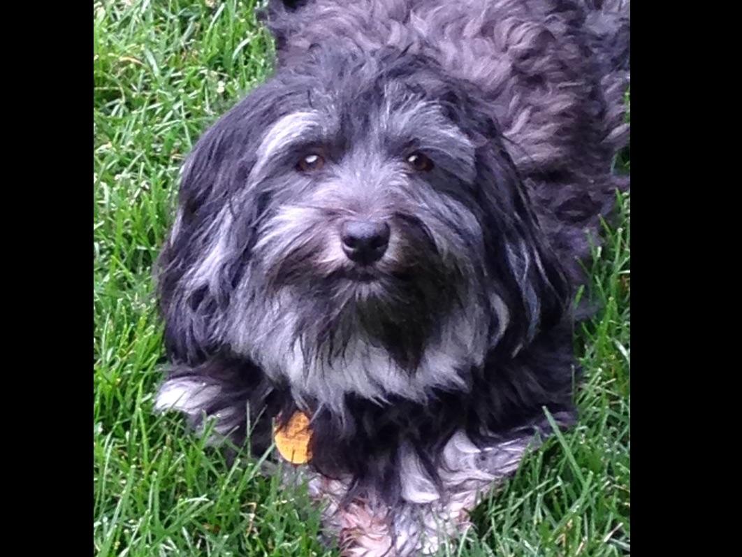east coast havanese east coast havanese havanese puppies for sale east coast havanese east coast havanese havanese puppies for sale