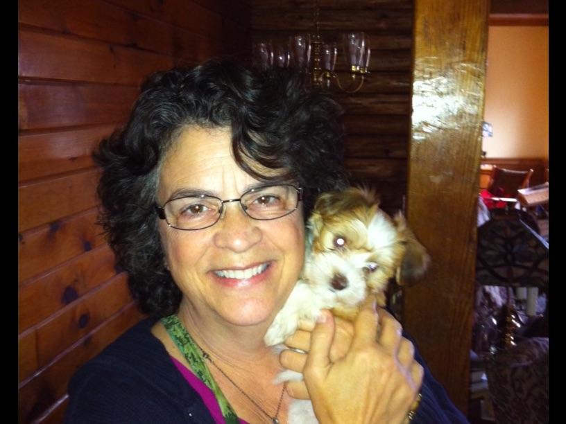 east coast havanese east coast havanese havanese puppies for sale east coast havanese east coast havanese havanese puppies for sale