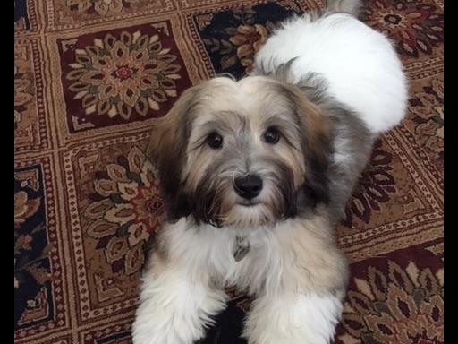 east coast havanese east coast havanese havanese puppies for sale east coast havanese east coast havanese havanese puppies for sale