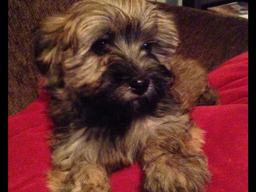 east coast havanese east coast havanese havanese puppies for sale east coast havanese east coast havanese havanese puppies for sale