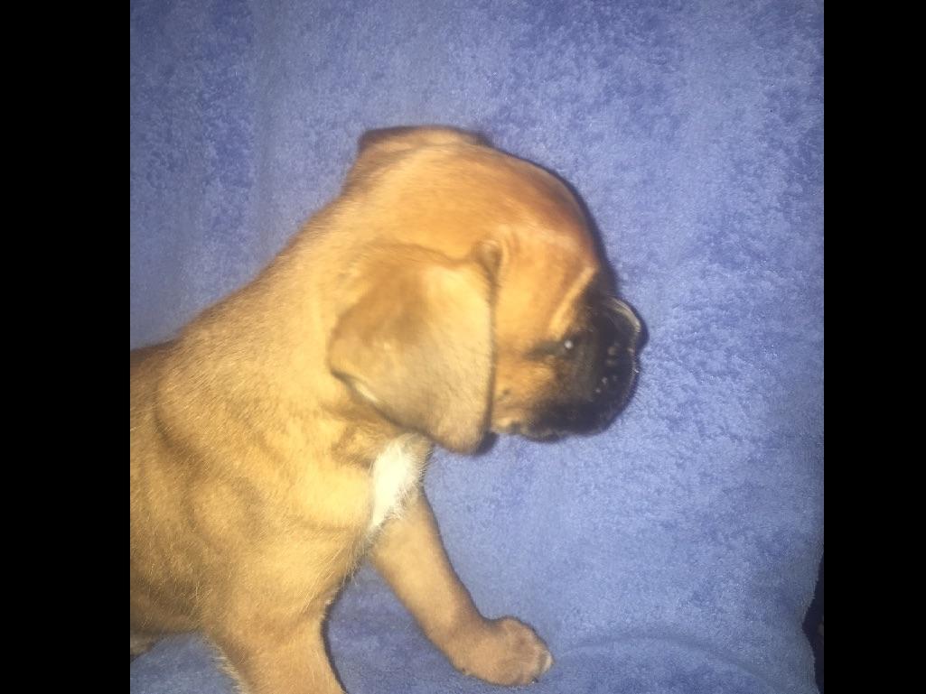 Steve's Affordable Boxers Boxer Puppies For Sale