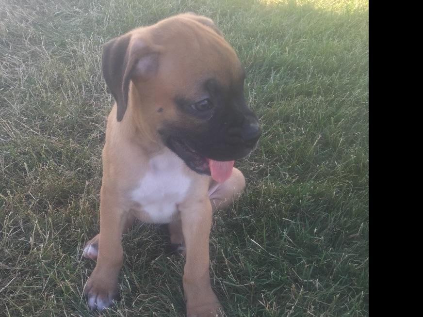 Steve's Affordable Boxers Boxer Puppies For Sale
