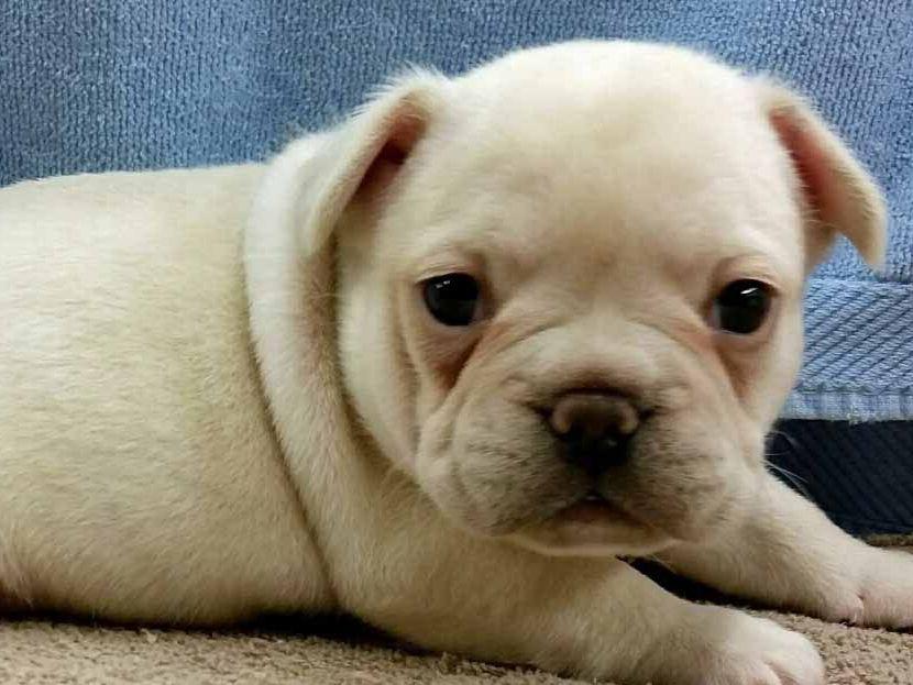 Spring Valley Bulldogs Dog Breeders Onaga, KS