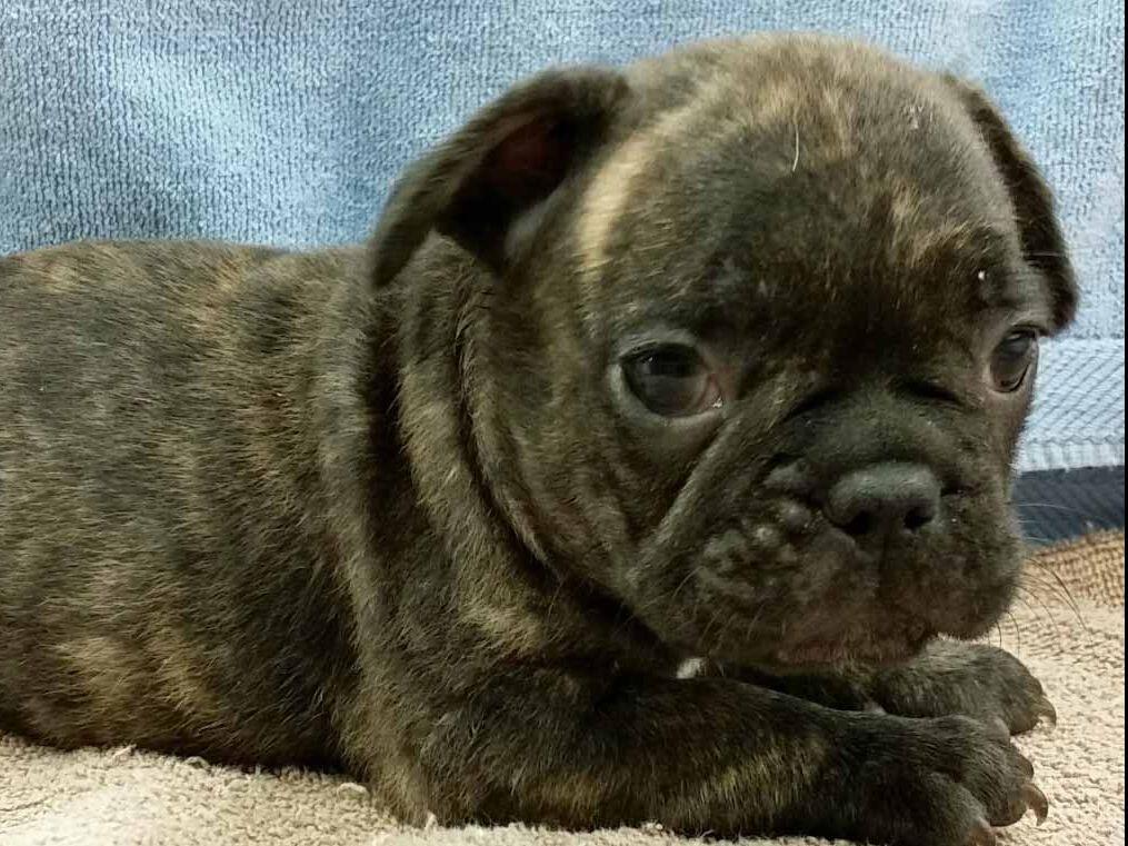 Spring Valley Bulldogs Dog Breeders Onaga, KS