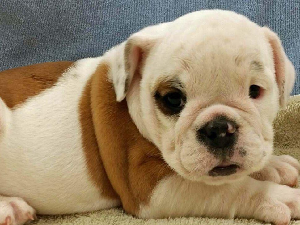 Spring Valley Bulldogs Dog Breeders Onaga, KS