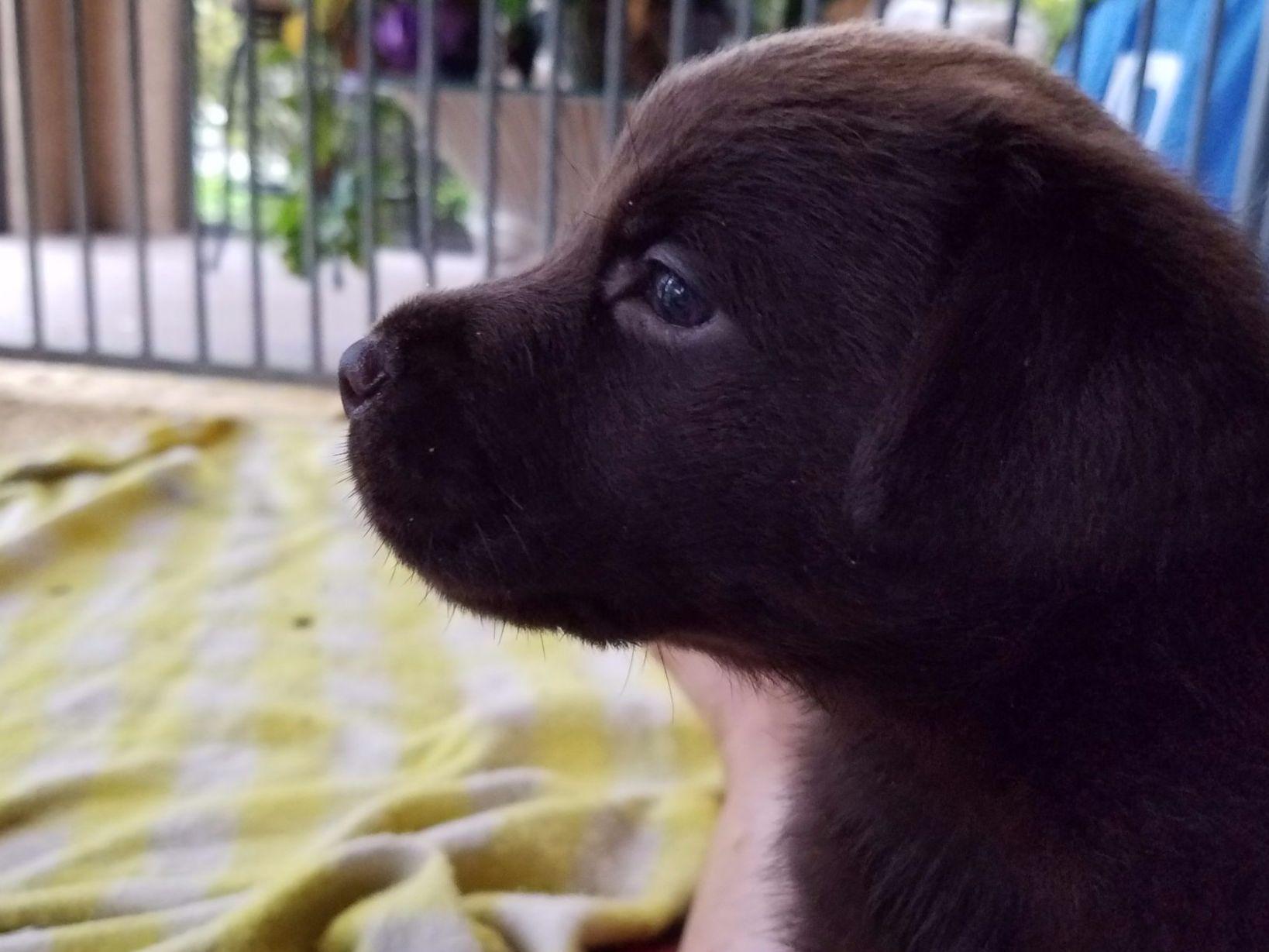 Dreamtracker Labradors Dog Breeders Okeechobee, FL