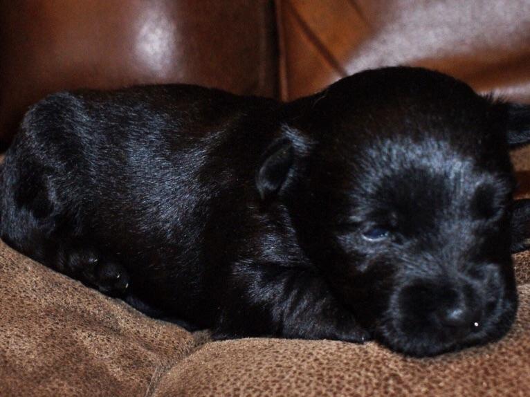 Scottish Terrier Puppies For Sale AKC Marketplace