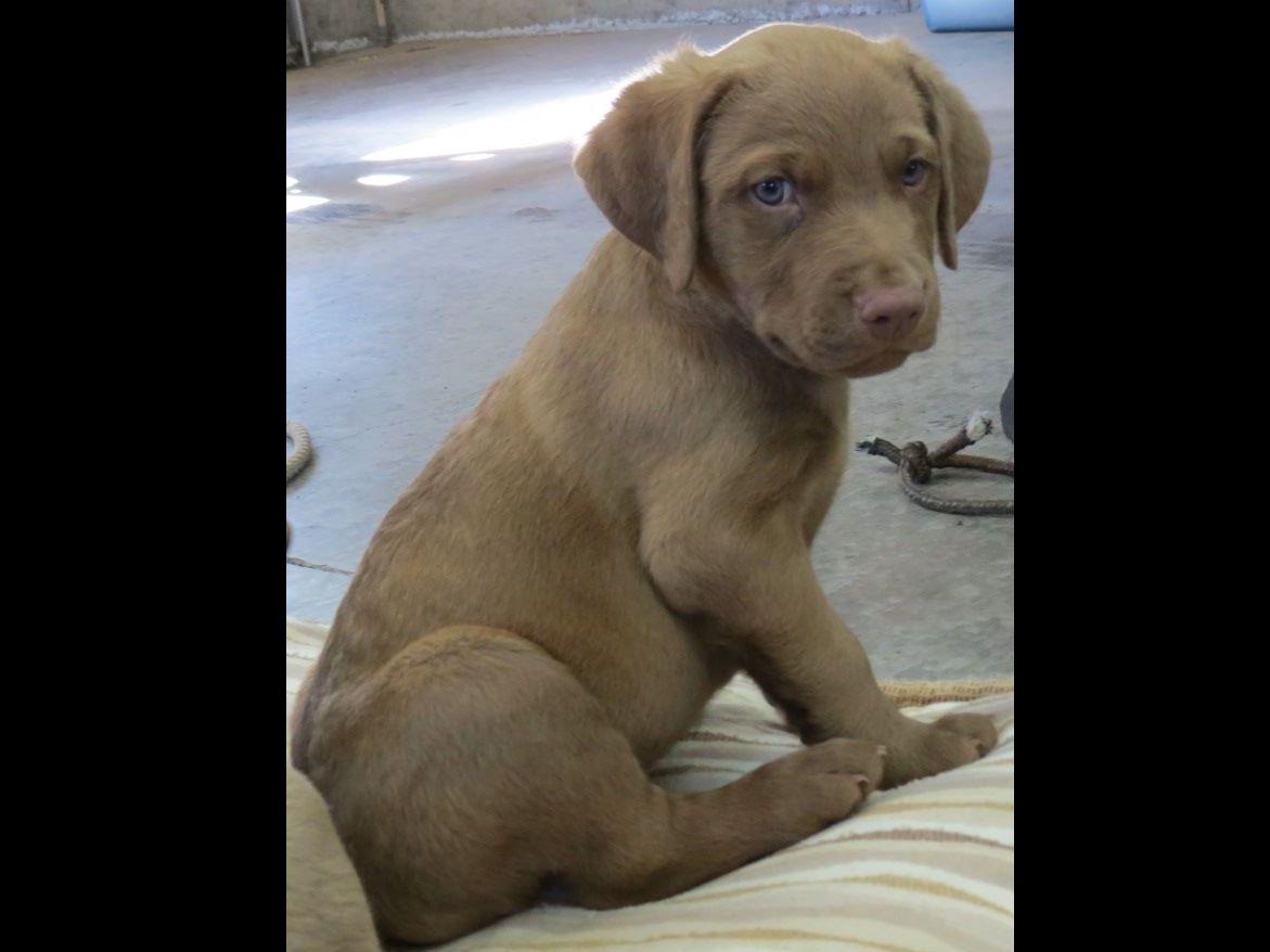 Chesapeake Bay Retriever For Sale AKC Marketplace