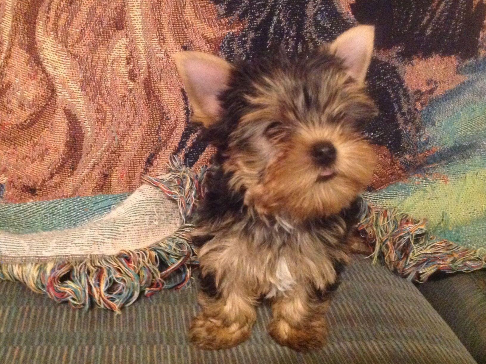 Yorkshire Terrier For Sale by Robin Hutson American Kennel Club