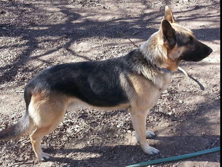 How Can I Check If My Dog Is Akc Registered How Can I Check If My Dog Is Akc Registered