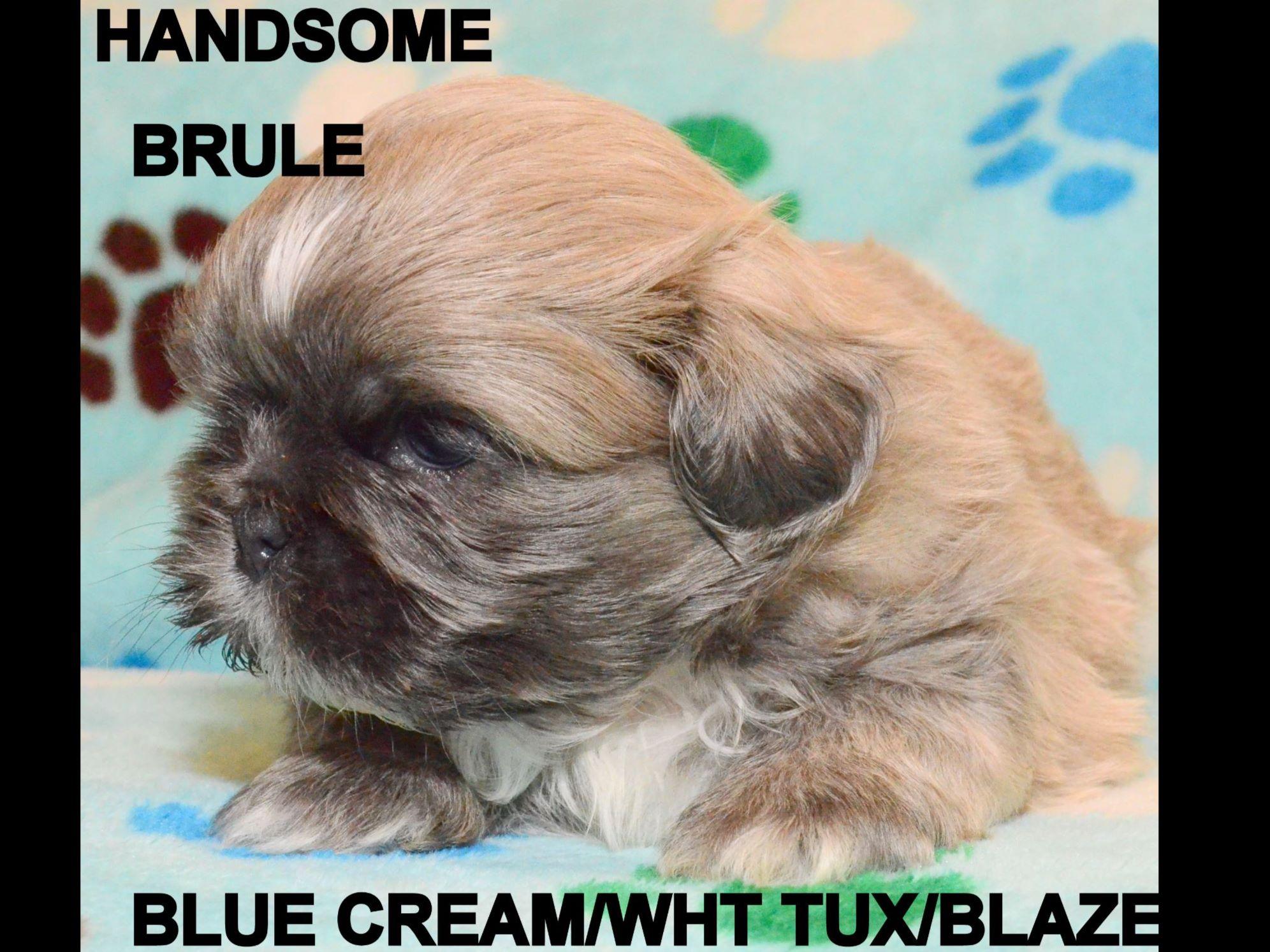 shih tzu az bells arizona shih tzu breeders chandler az shih tzu az bells arizona shih tzu breeders chandler az