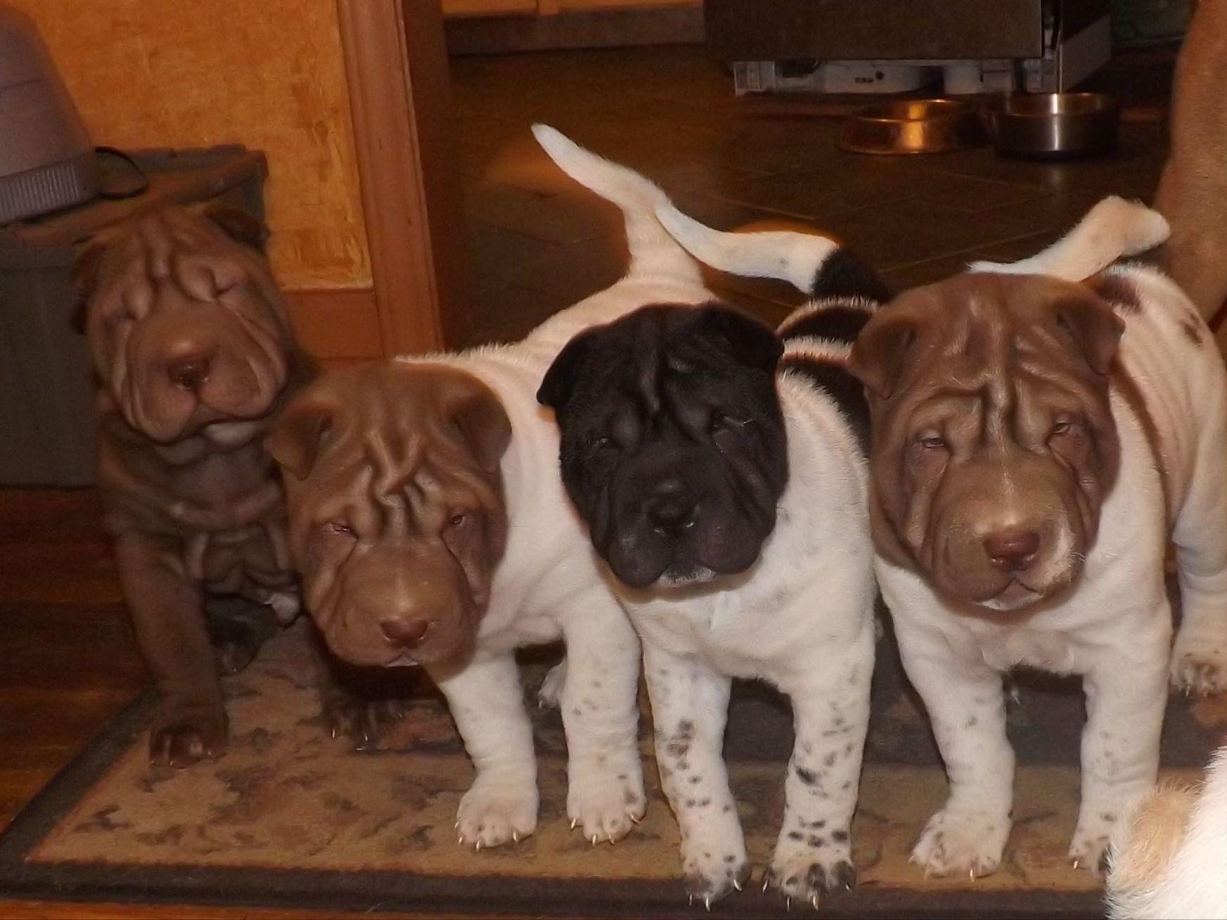 Chinese SharPei Puppies For Sale AKC Marketplace Chinese SharPei Puppies For Sale AKC Marketplace