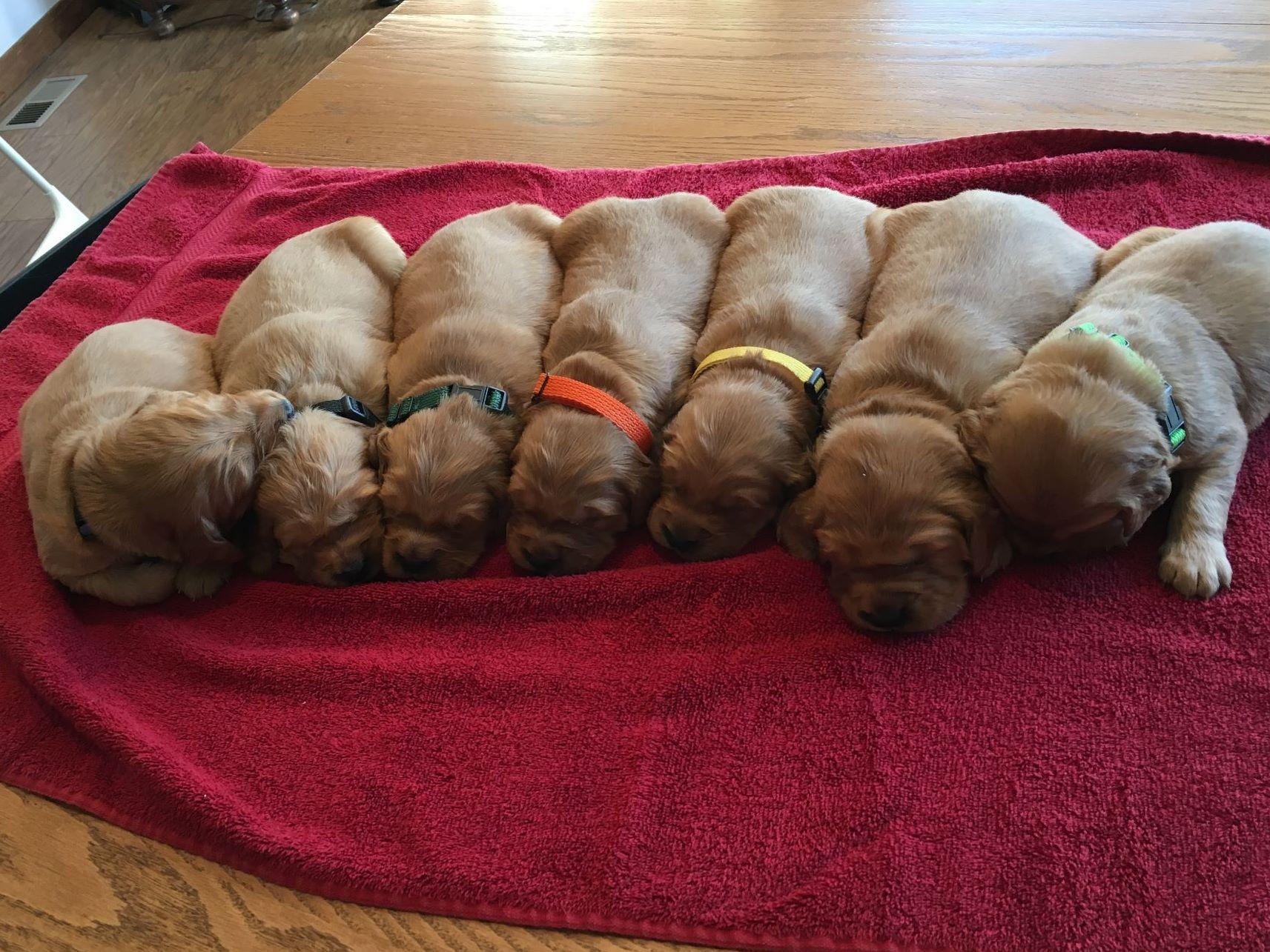 billings golden retrievers heidi glick golden retriever puppies for sale billings golden retrievers heidi glick golden retriever puppies for sale
