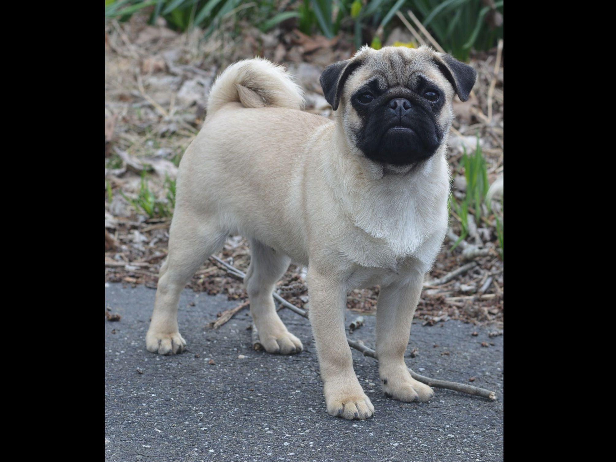 pugs bred for certified pugs bred for health specialist and dna certified parents pug puppies pugs bred for certified pugs bred for health specialist and dna certified parents pug puppies