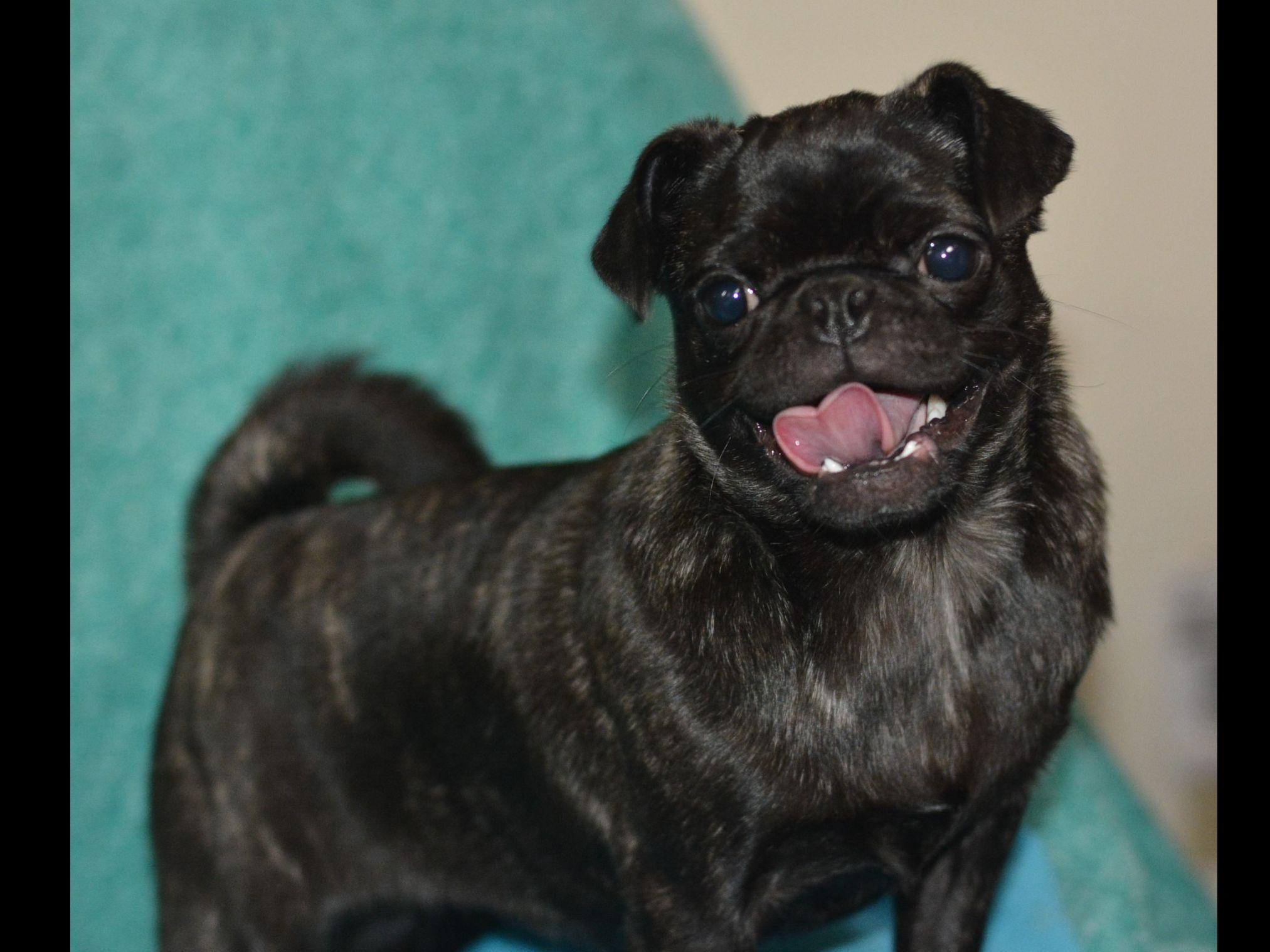 pugs bred for certified pugs bred for health specialist and dna certified parents pug puppies pugs bred for certified pugs bred for health specialist and dna certified parents pug puppies