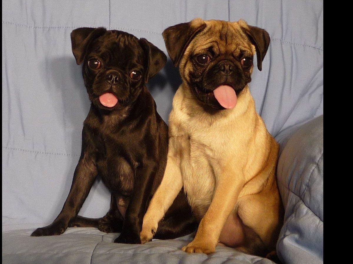 pugs bred for certified pugs bred for health specialist and dna certified parents pug puppies pugs bred for certified pugs bred for health specialist and dna certified parents pug puppies