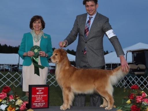 golden retriever breeders in miami maximus golden breeders miami fl golden retriever breeders in miami maximus golden breeders miami fl