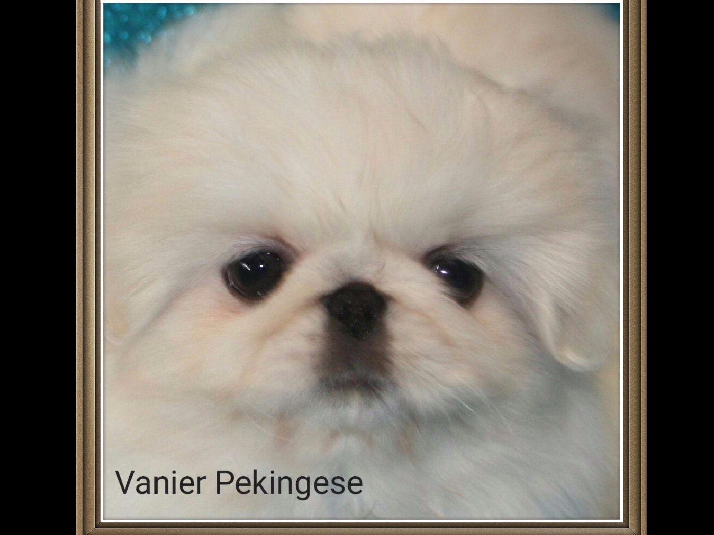 Vanier Pekingese Pekingese Puppies For Sale
