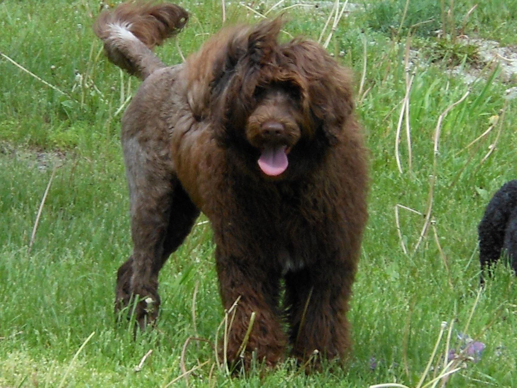 puppies for sale saratoga ny akc puppies for sale in new york akc marketplace puppies for sale saratoga ny akc puppies for sale in new york akc marketplace