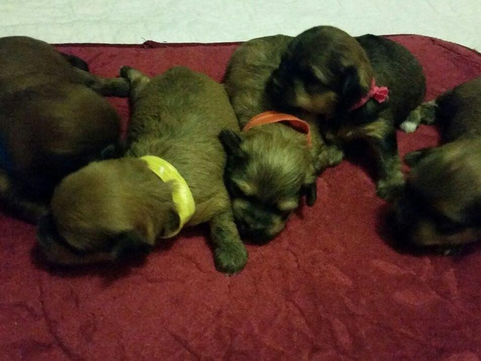havanese puppies idaho les bois havanese breeders meridian id havanese puppies idaho les bois havanese breeders meridian id
