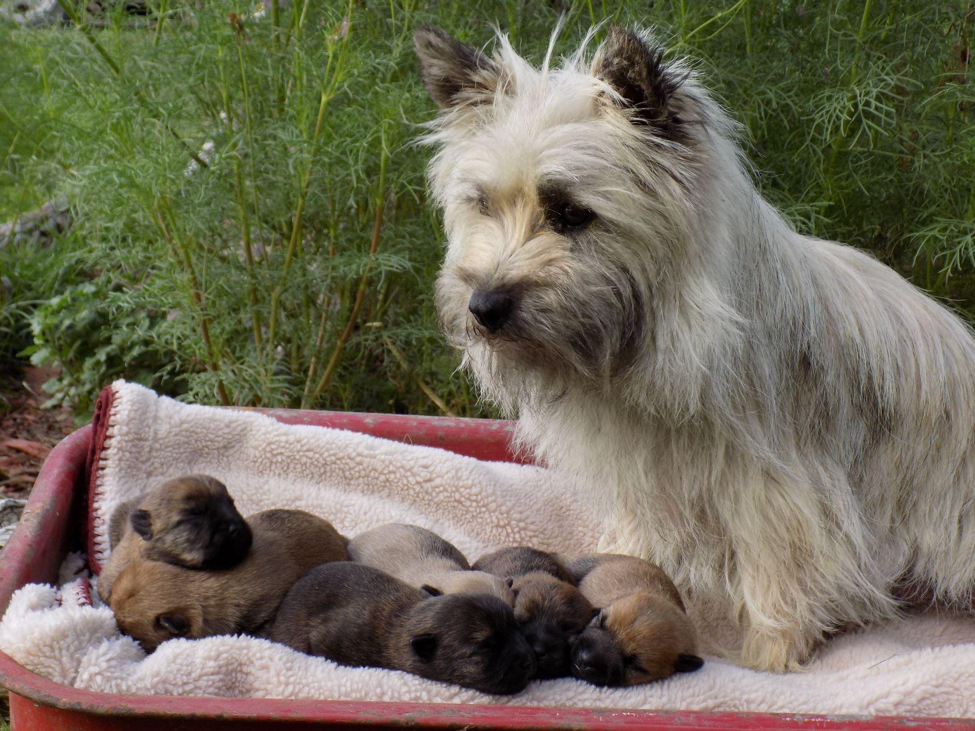 Arlene Long Cairn Terrier Puppies For Sale