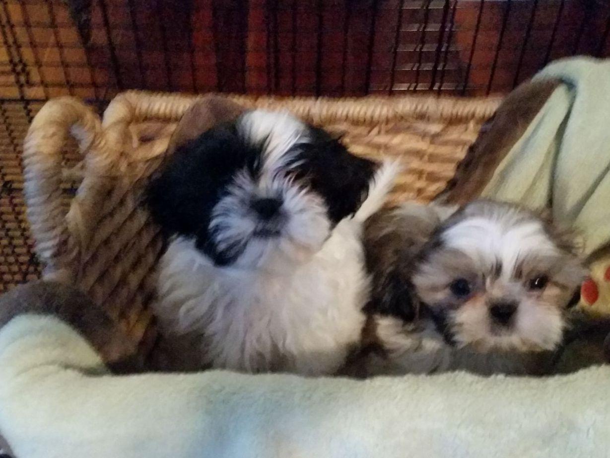 american shih tzu club shih tzu for sale by francine govostes american kennel club american shih tzu club shih tzu for sale by francine govostes american kennel club