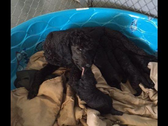 barnes puppy kennels barnes breeders clarksville tn barnes puppy kennels barnes breeders clarksville tn